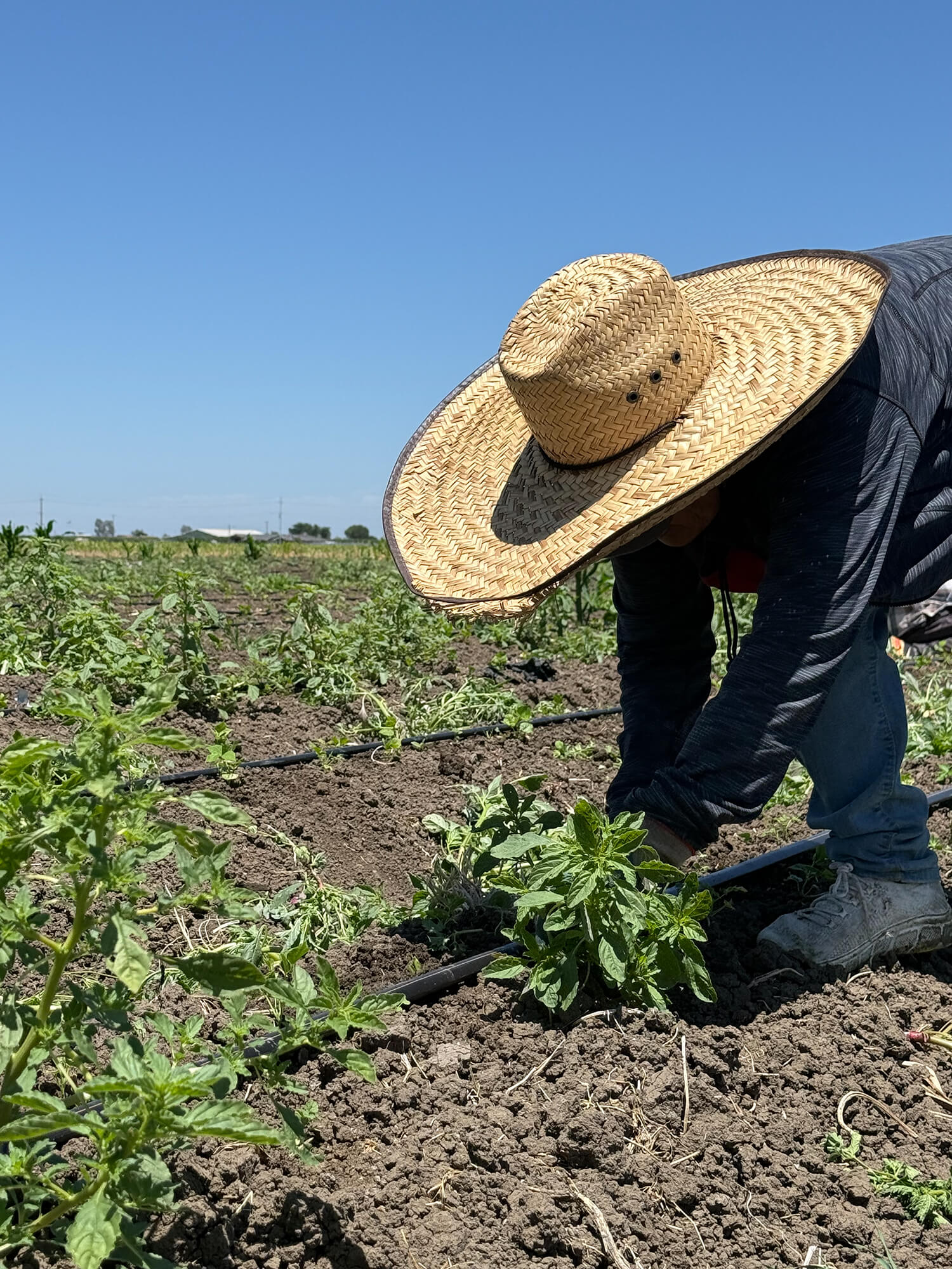 Wholesale Produce Distribution