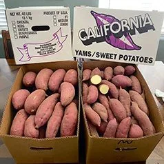Japanese Medium Sweet Potatoes - Fresh local harvest